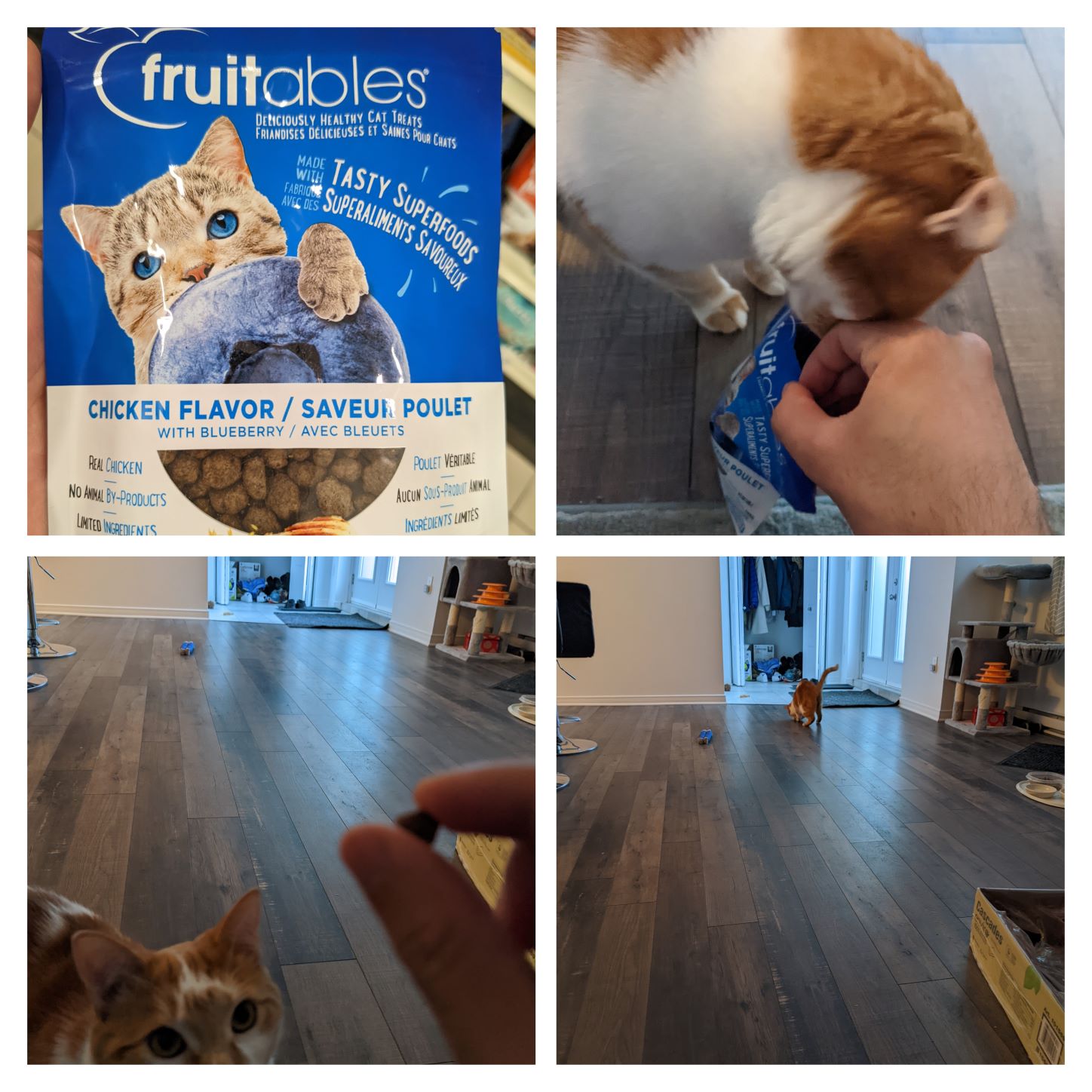 Cat Tries Fruitables Cat Treats With Blueberry And Loves It! | tommera